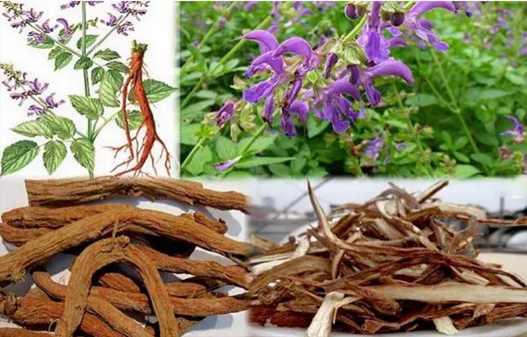 Đan Sâm (Huyết Sâm - Salvia miltiorrhiza Bunge)